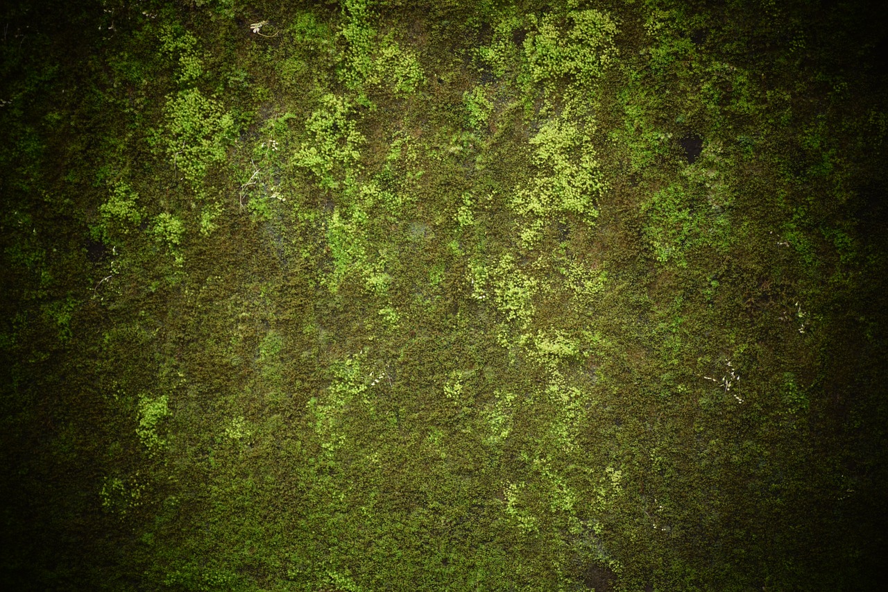 Grass,old,green,nature,texture - free image from needpix.com