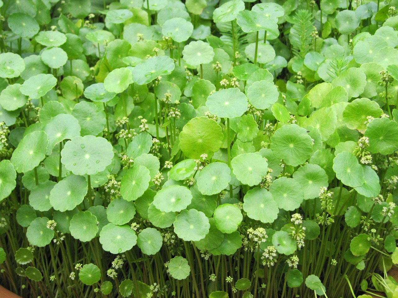 grass plant natural free photo