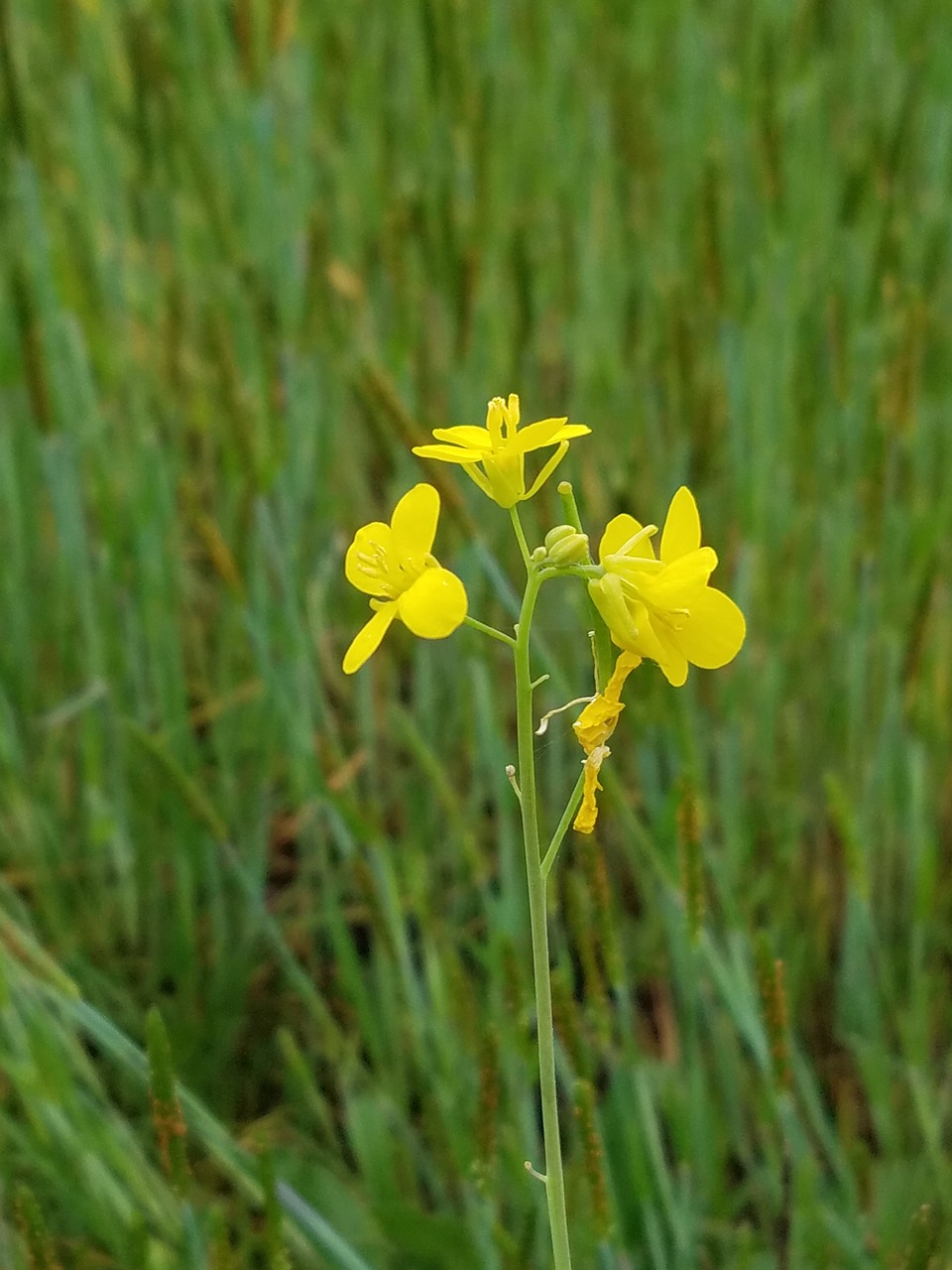 grass flower nature free photo