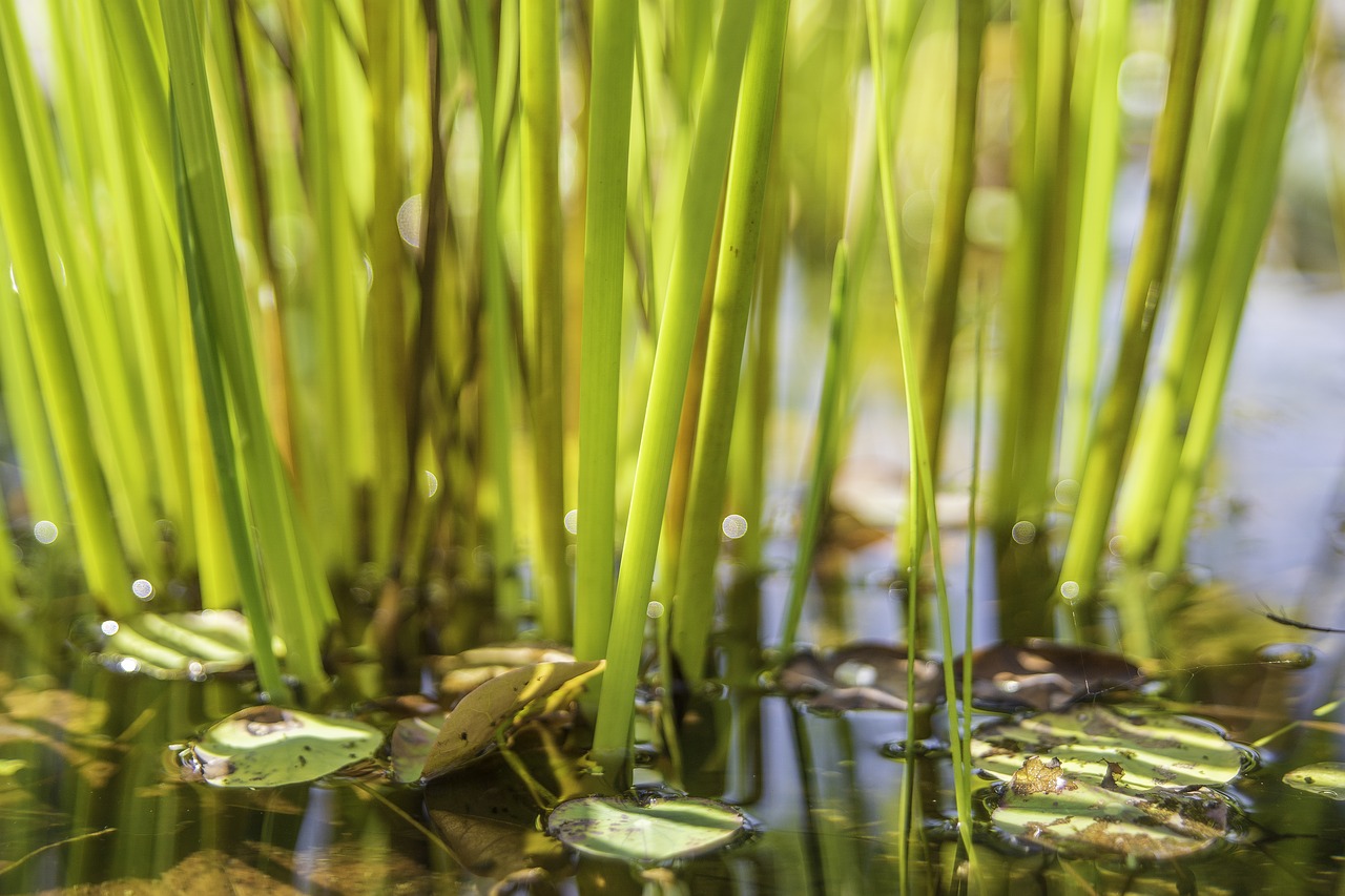 grass grass family plant free photo