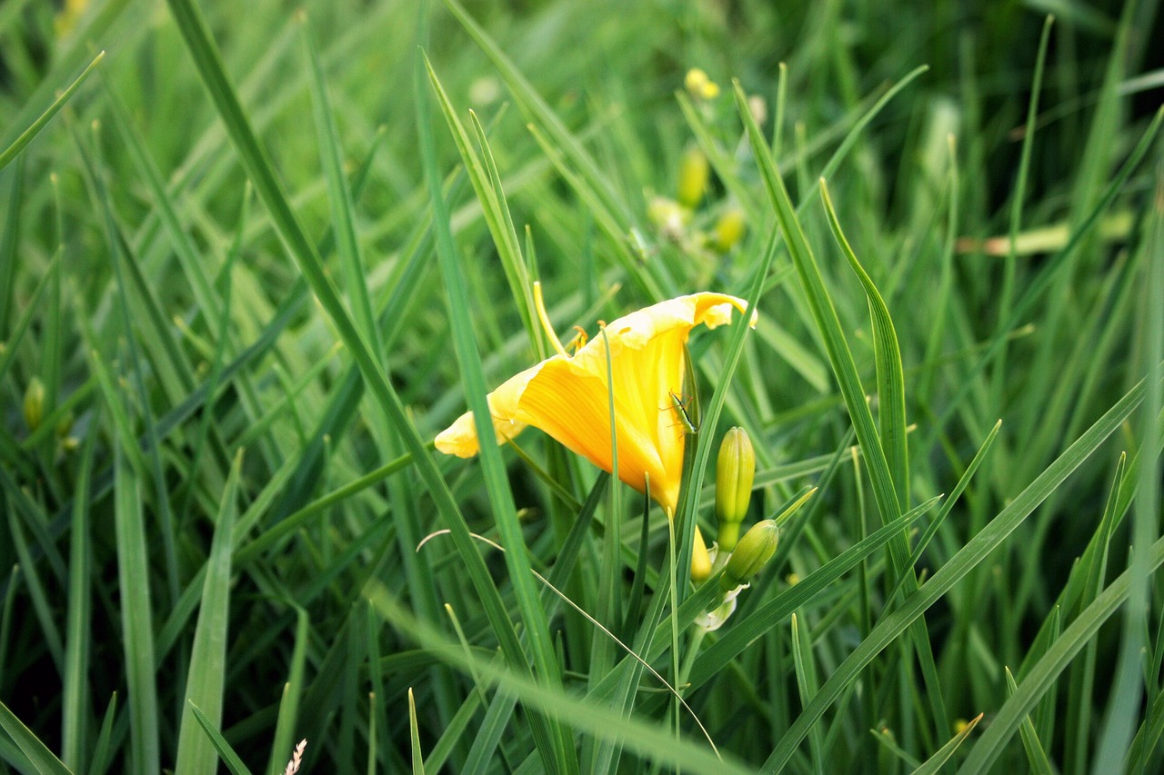 grass green garden free photo