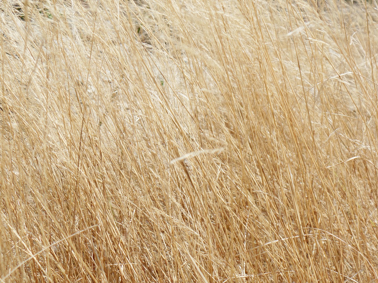 grass yellow dry free photo