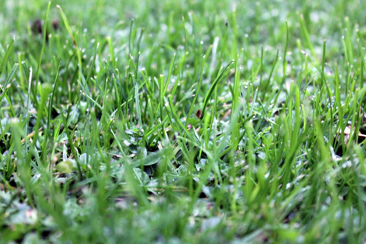 grass lawn green free photo