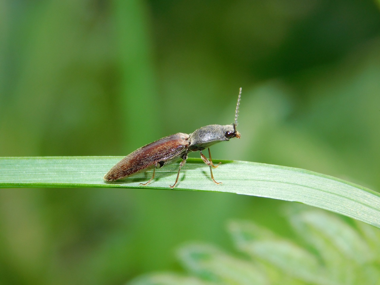 grass nature bug free photo