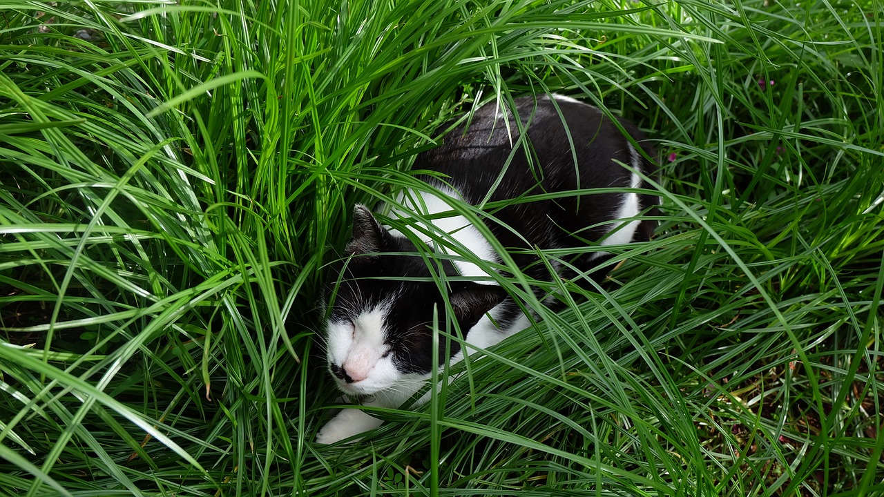 grass kitty cat free photo