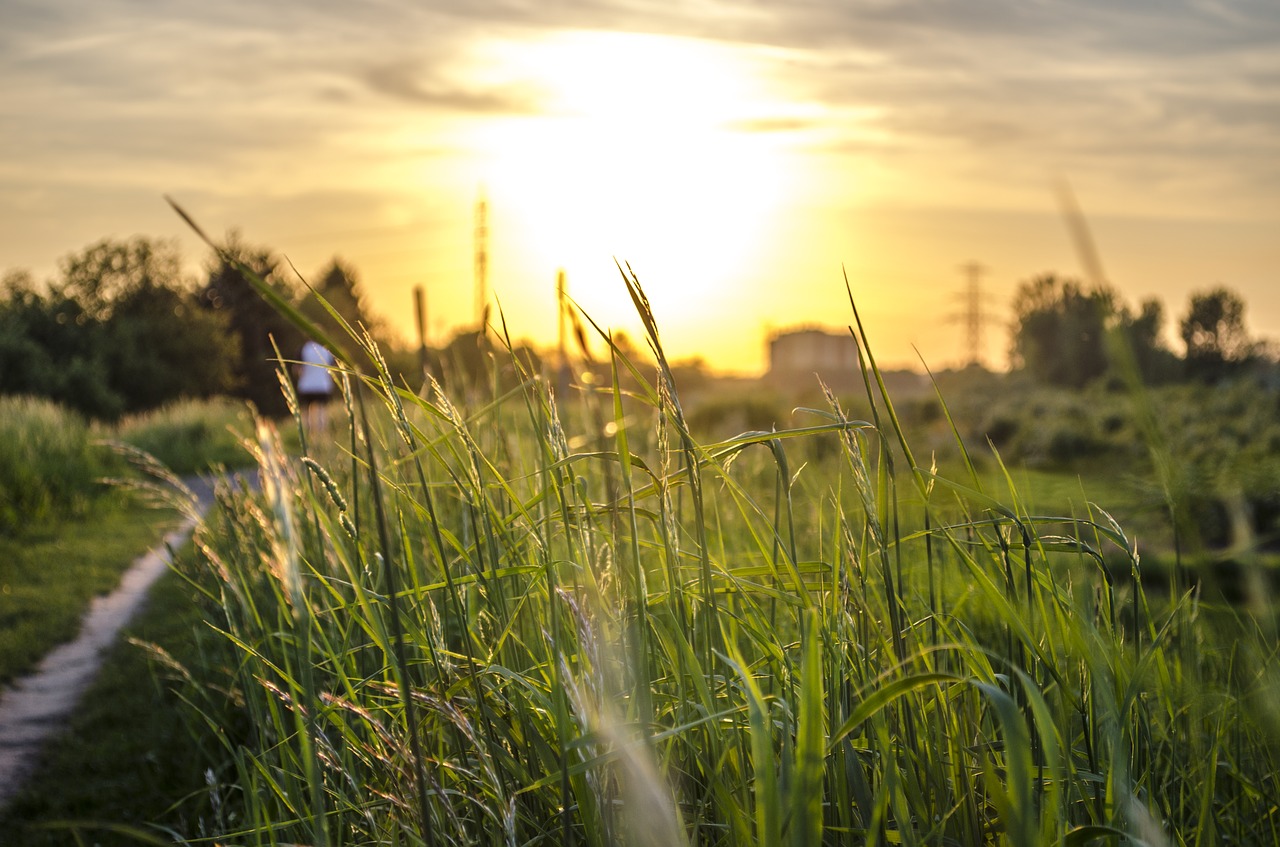 grass sunset evening free photo