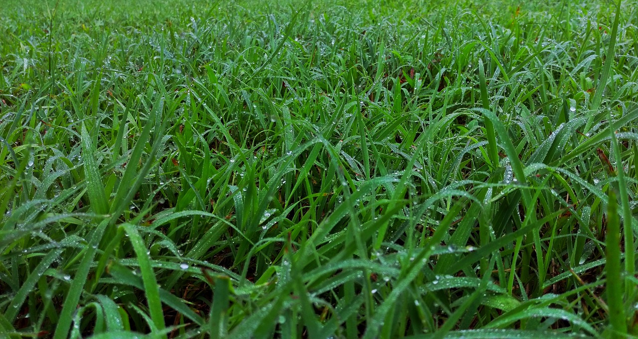 grass green dew free photo