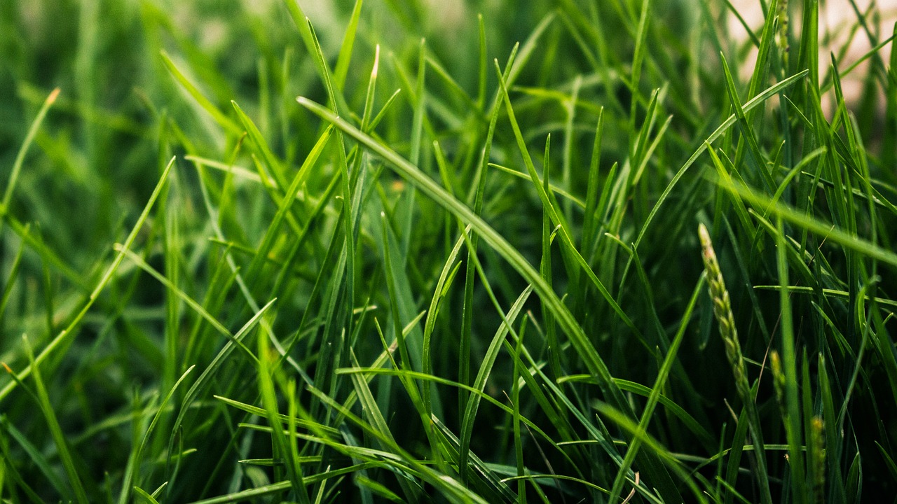 grass green nature free photo