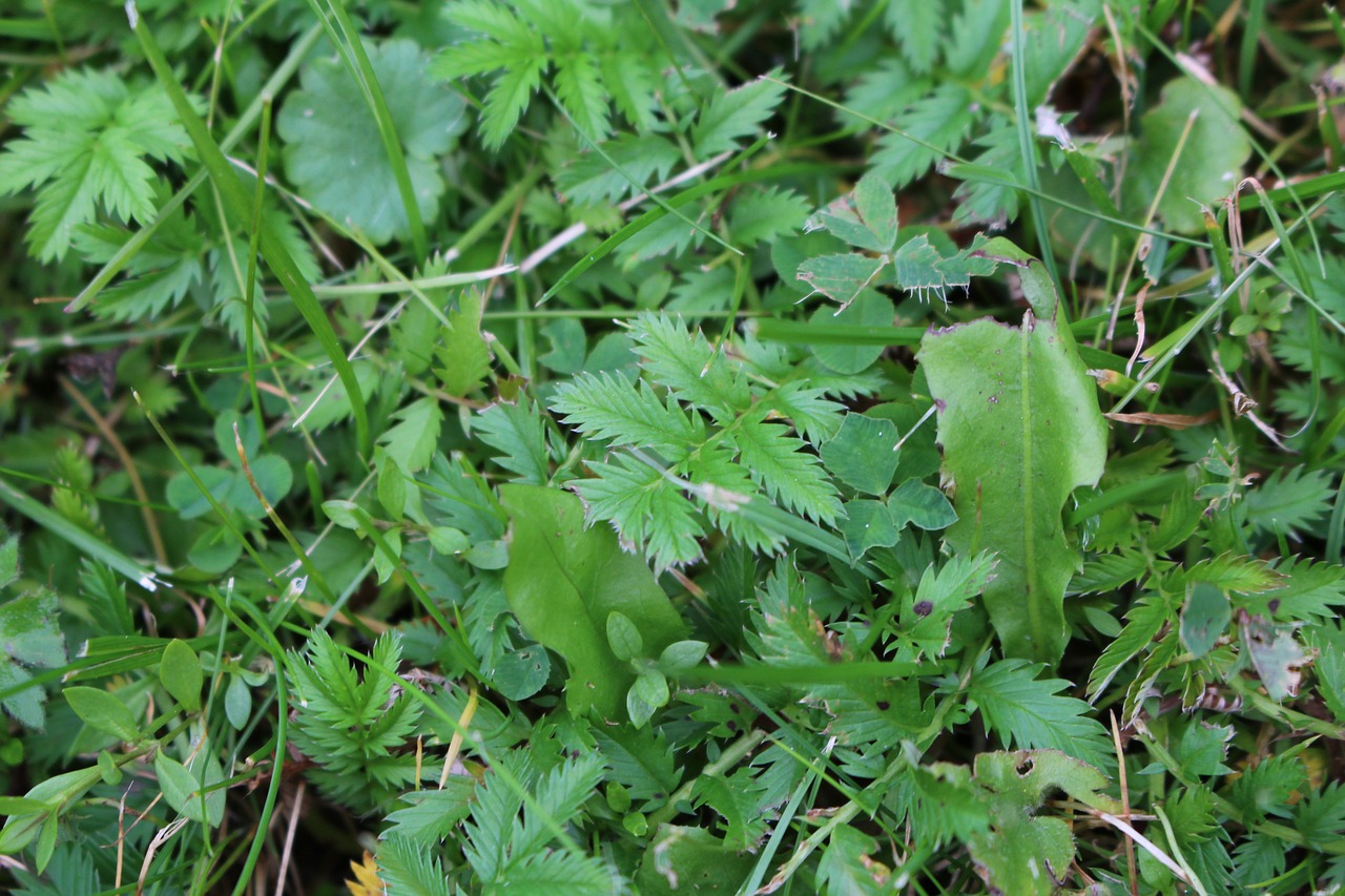 grass green summer free photo