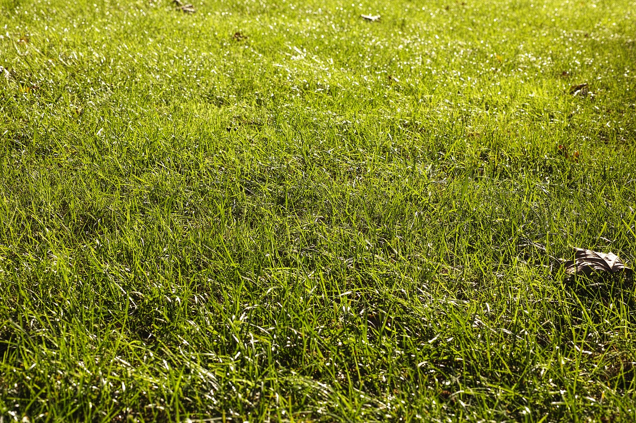 grass ground terry free photo
