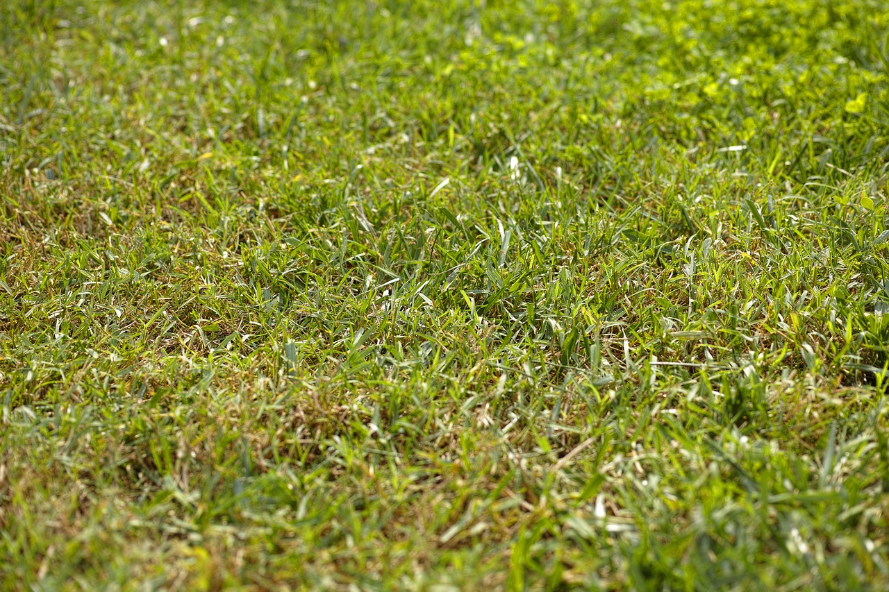 grass texture rural free photo