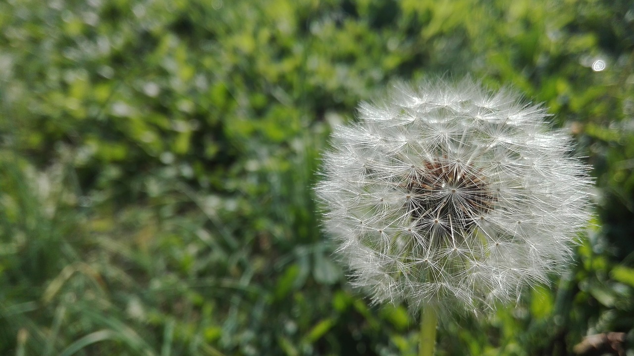 grass prato green free photo