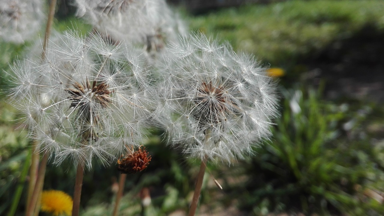 grass prato green free photo