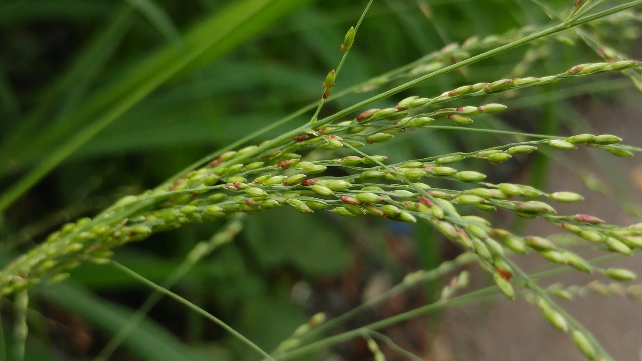 grass seeds meadow free photo