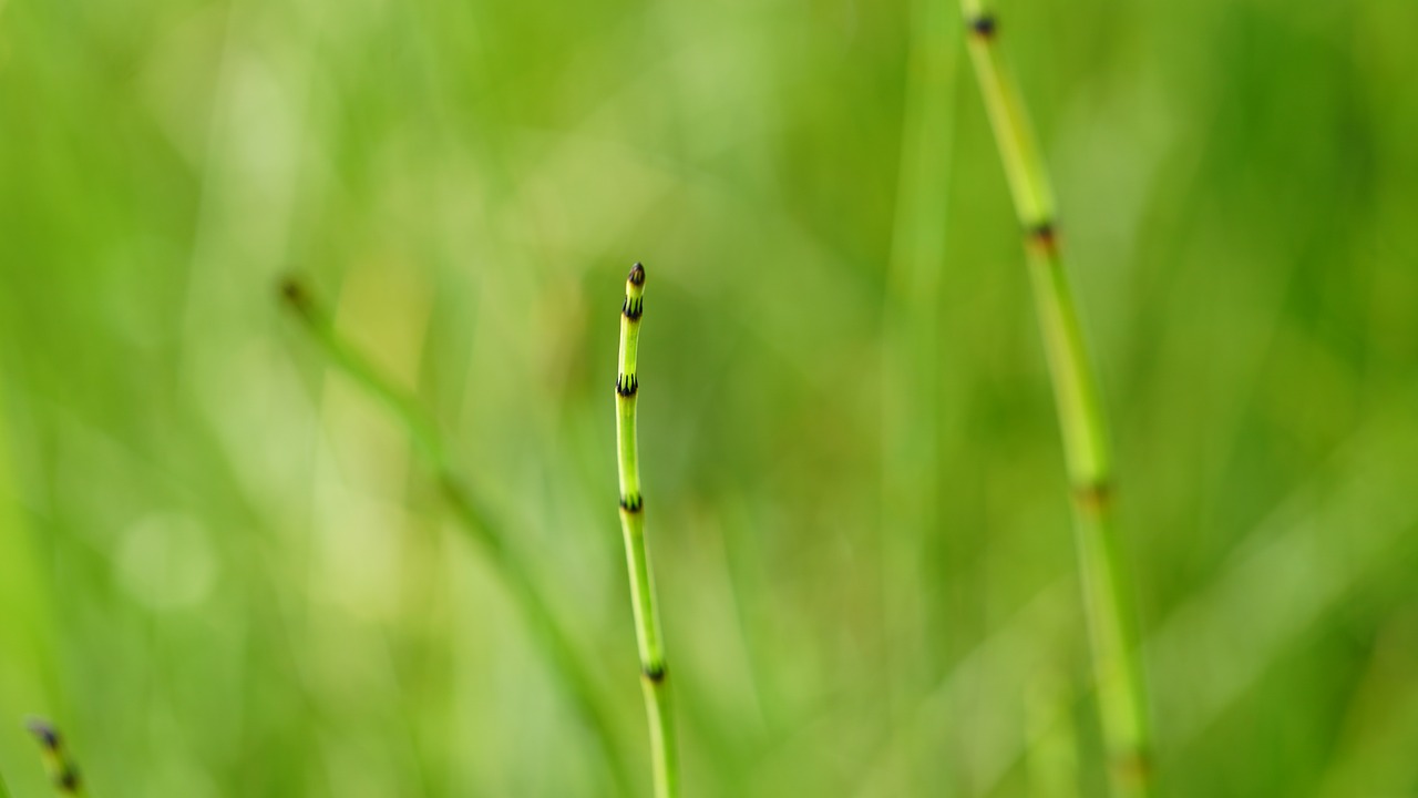 grass horsetail grasses free photo