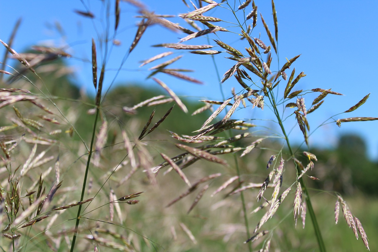 grass meadow green free photo