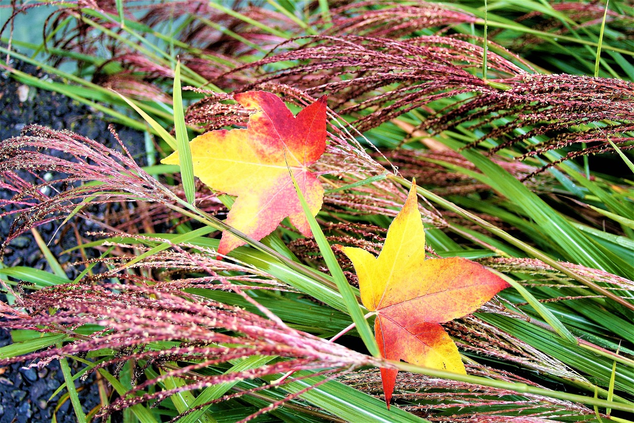 grass para wet free photo