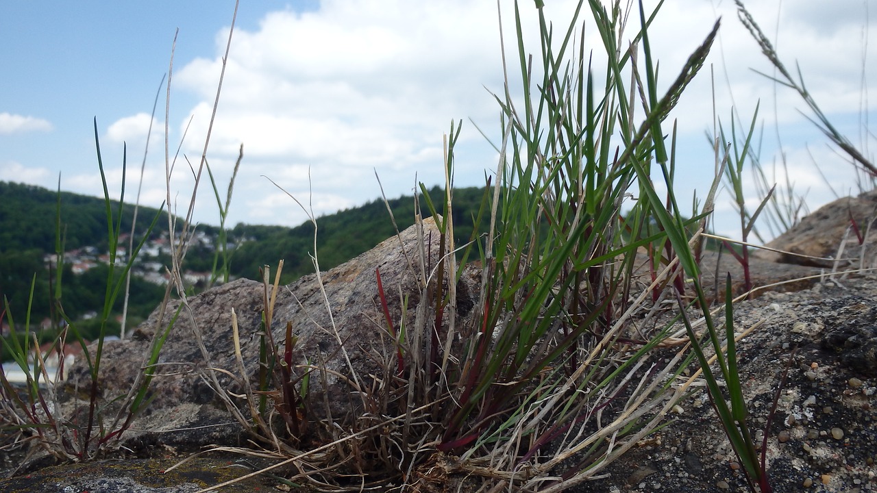 grass stone nature free photo