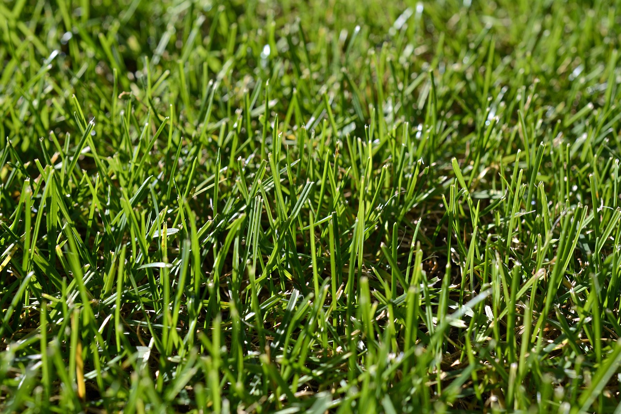 grass green rush free photo