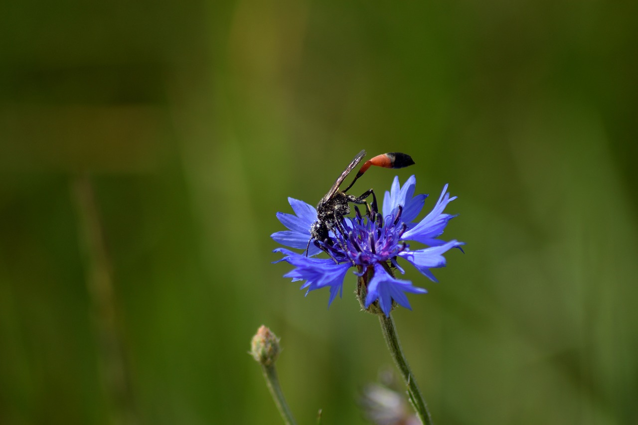 grass osa the petals free photo