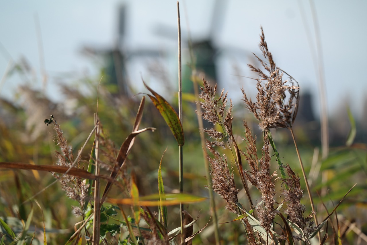 grass reed close free photo