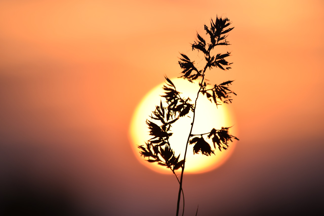 grass the sun macro free photo