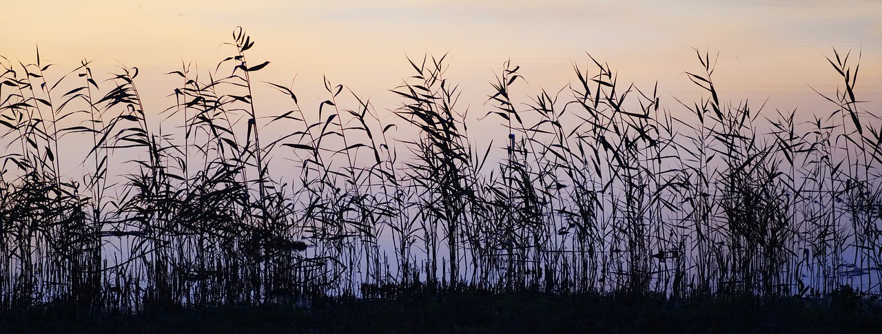 grass reed dusk free photo