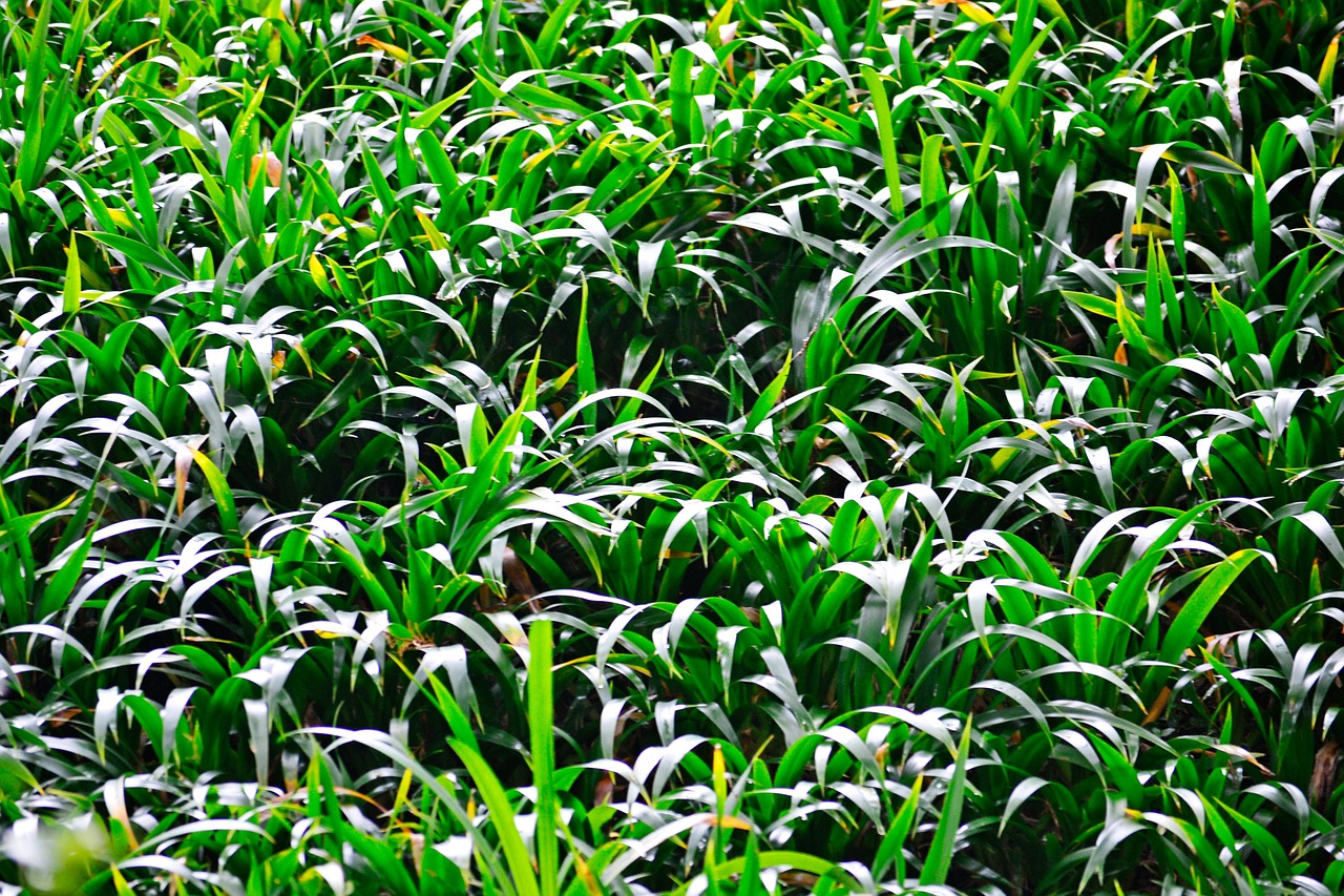 grass light green free photo