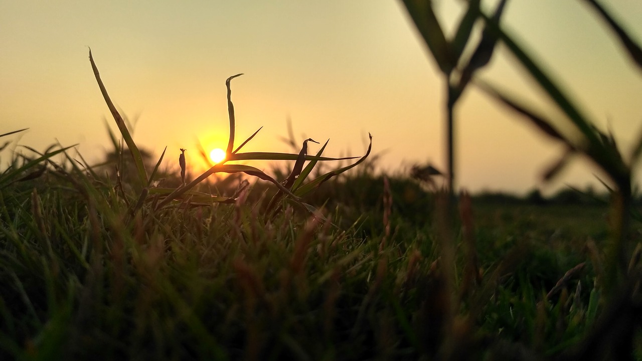 grass garden nature free photo