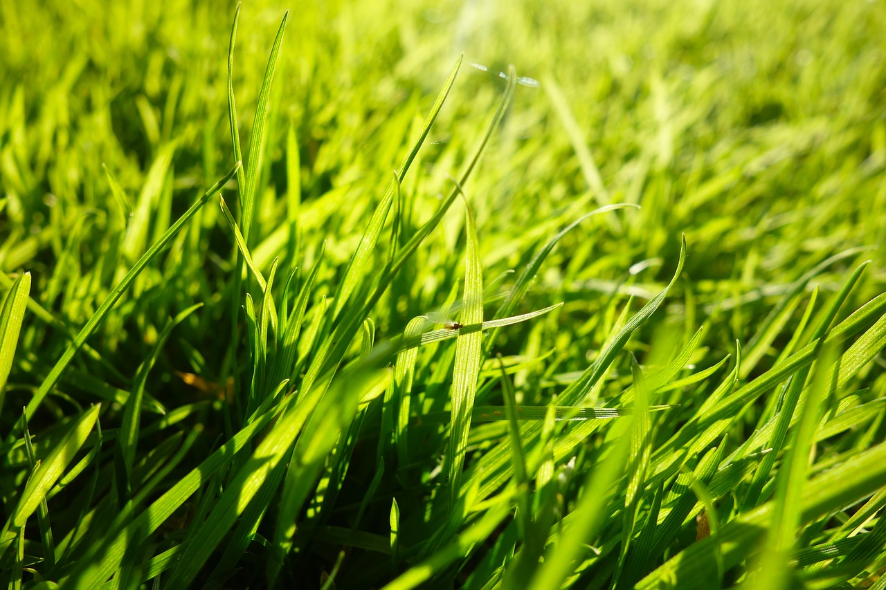 grass grass blades lawn free photo