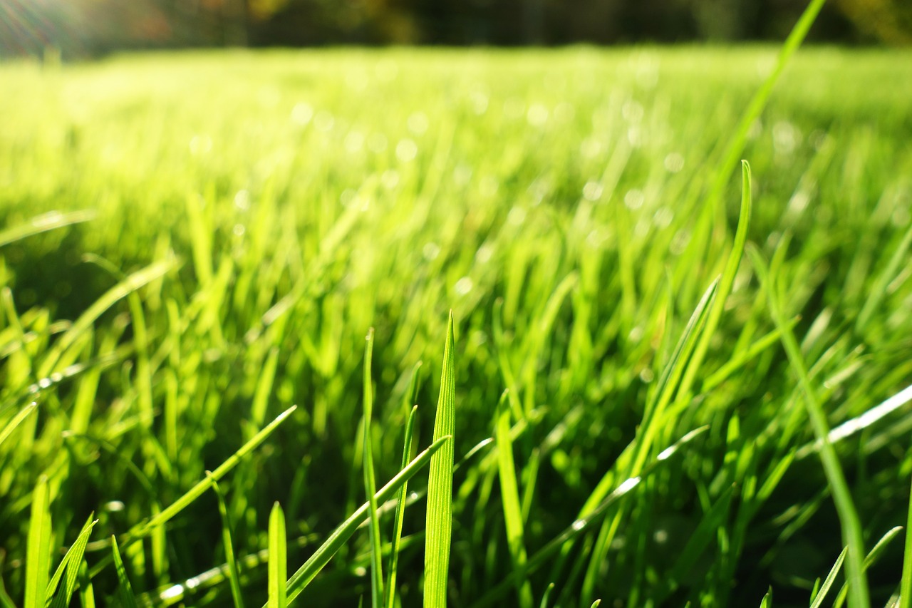 grass grass blades lawn free photo