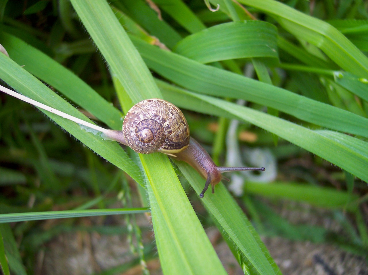grass snail close-up free photo