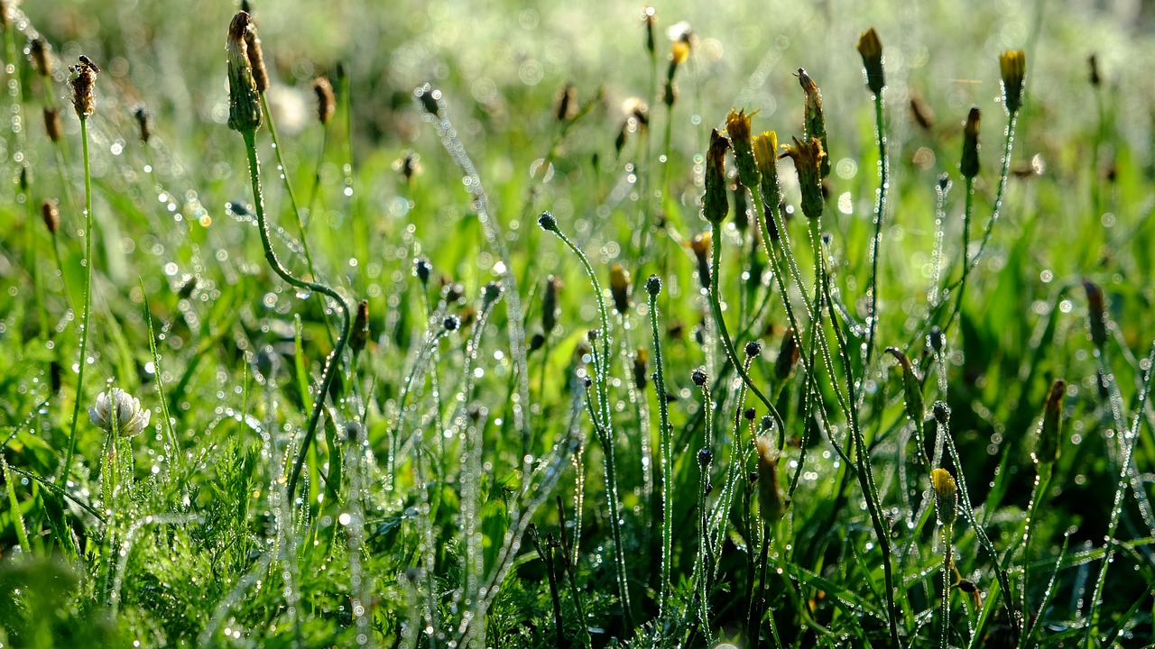 grass close plant free photo