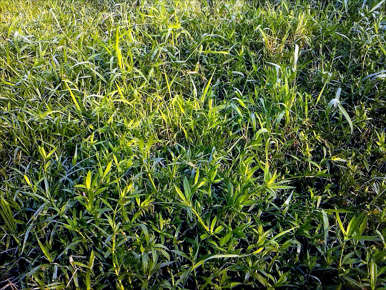 grass weeds nature free photo