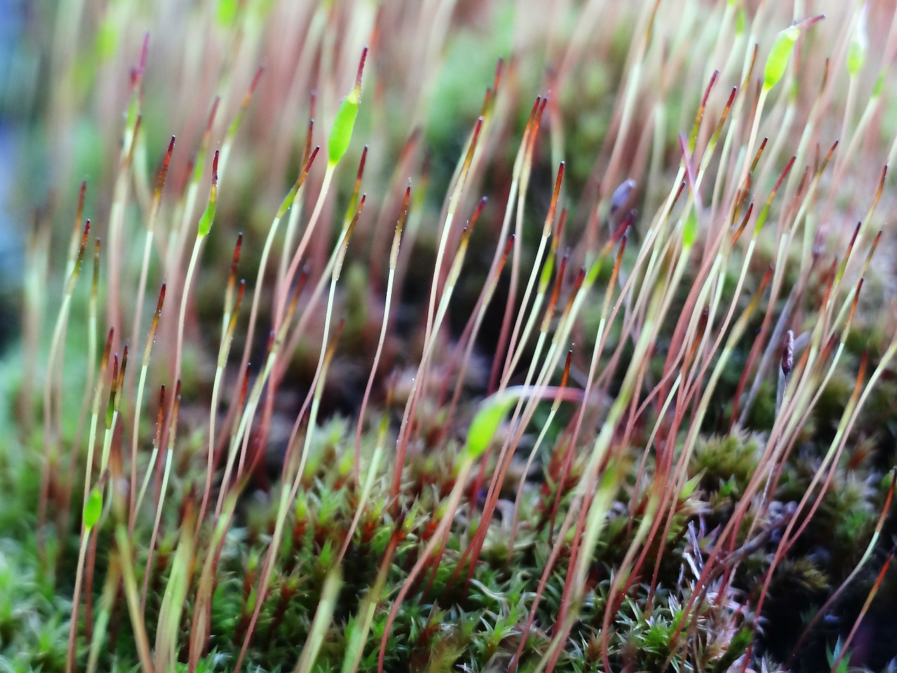 grass moss green free photo