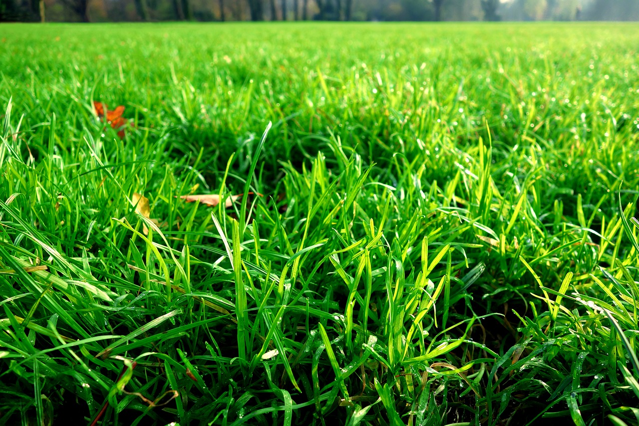 grass grass blades lawn free photo