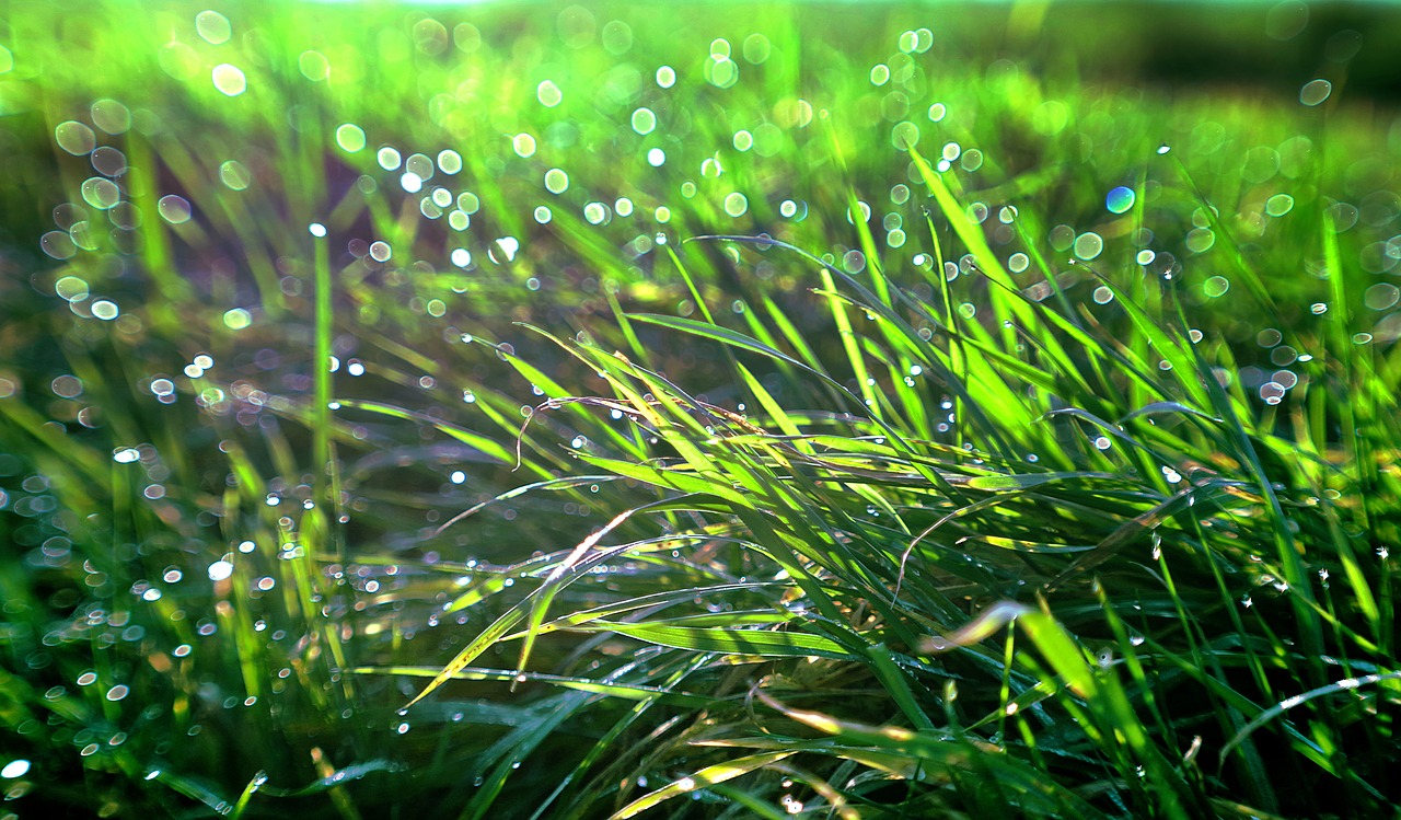grass rosa meadow free photo