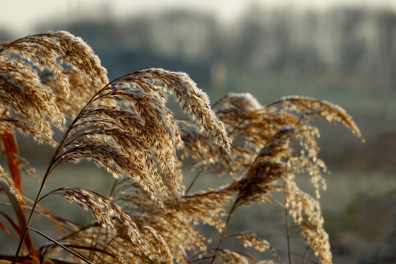 grass hoarfrost frost free photo