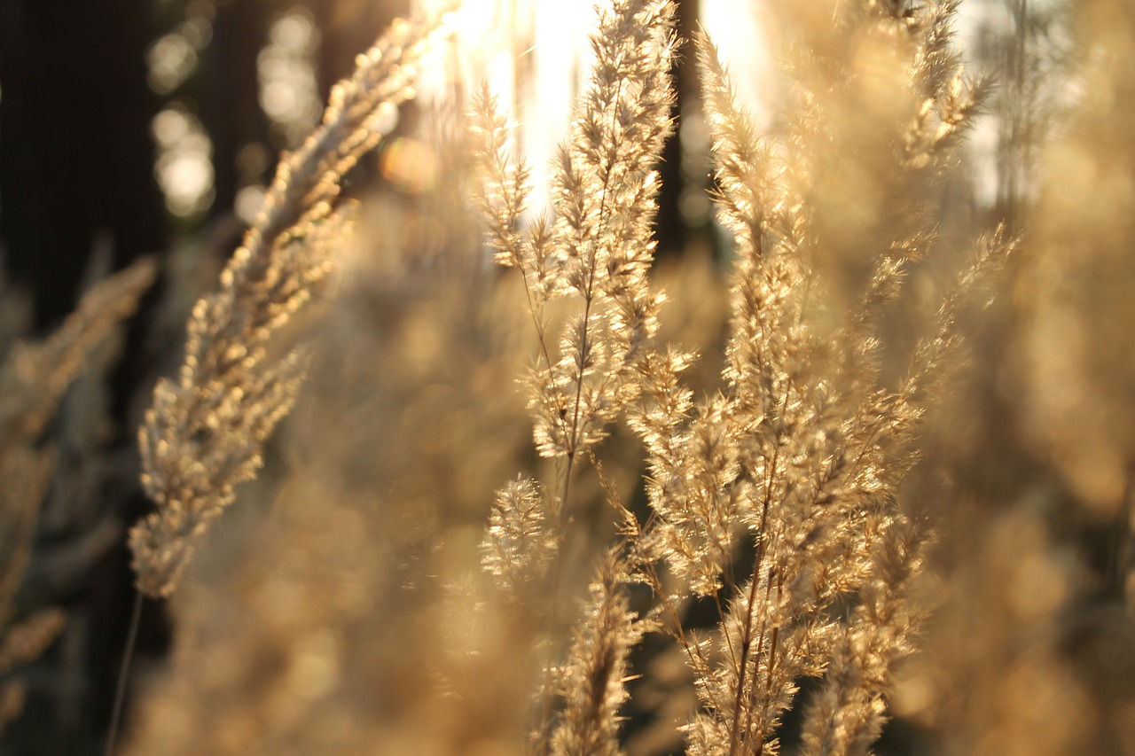 grass back light sun free photo