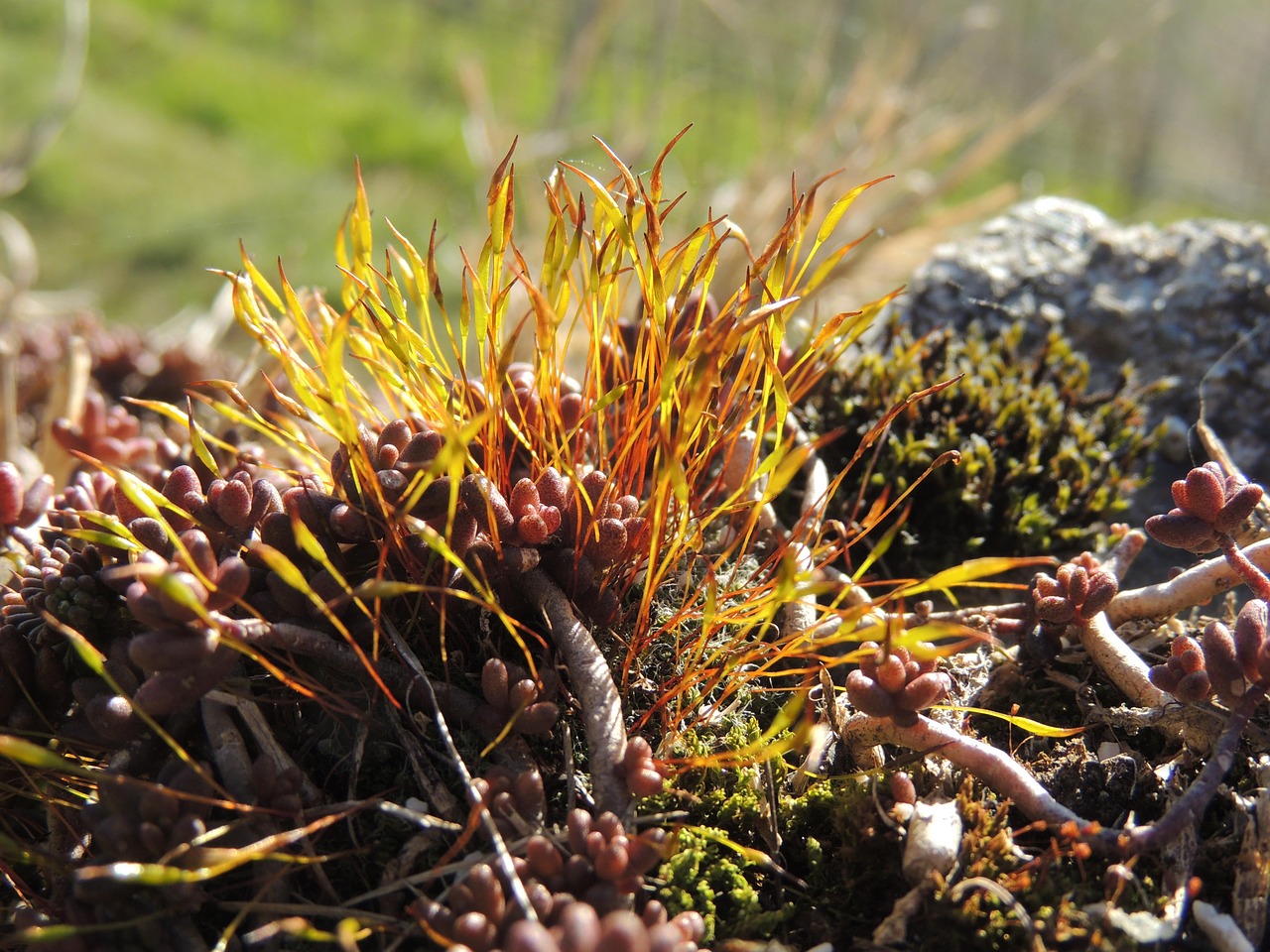 grass plant nature free photo