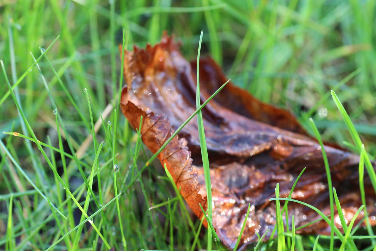 grass leaves dew free photo