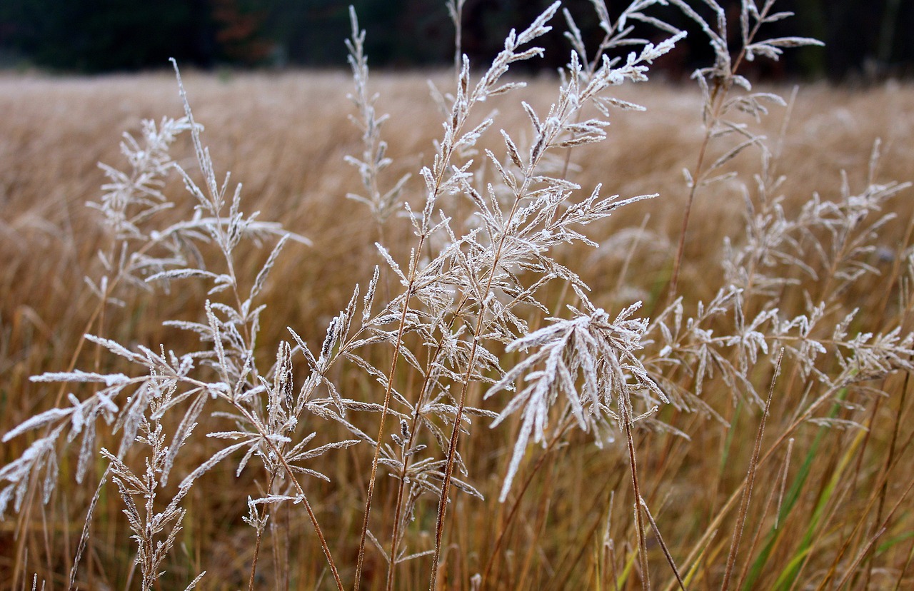 grass frost winter free photo