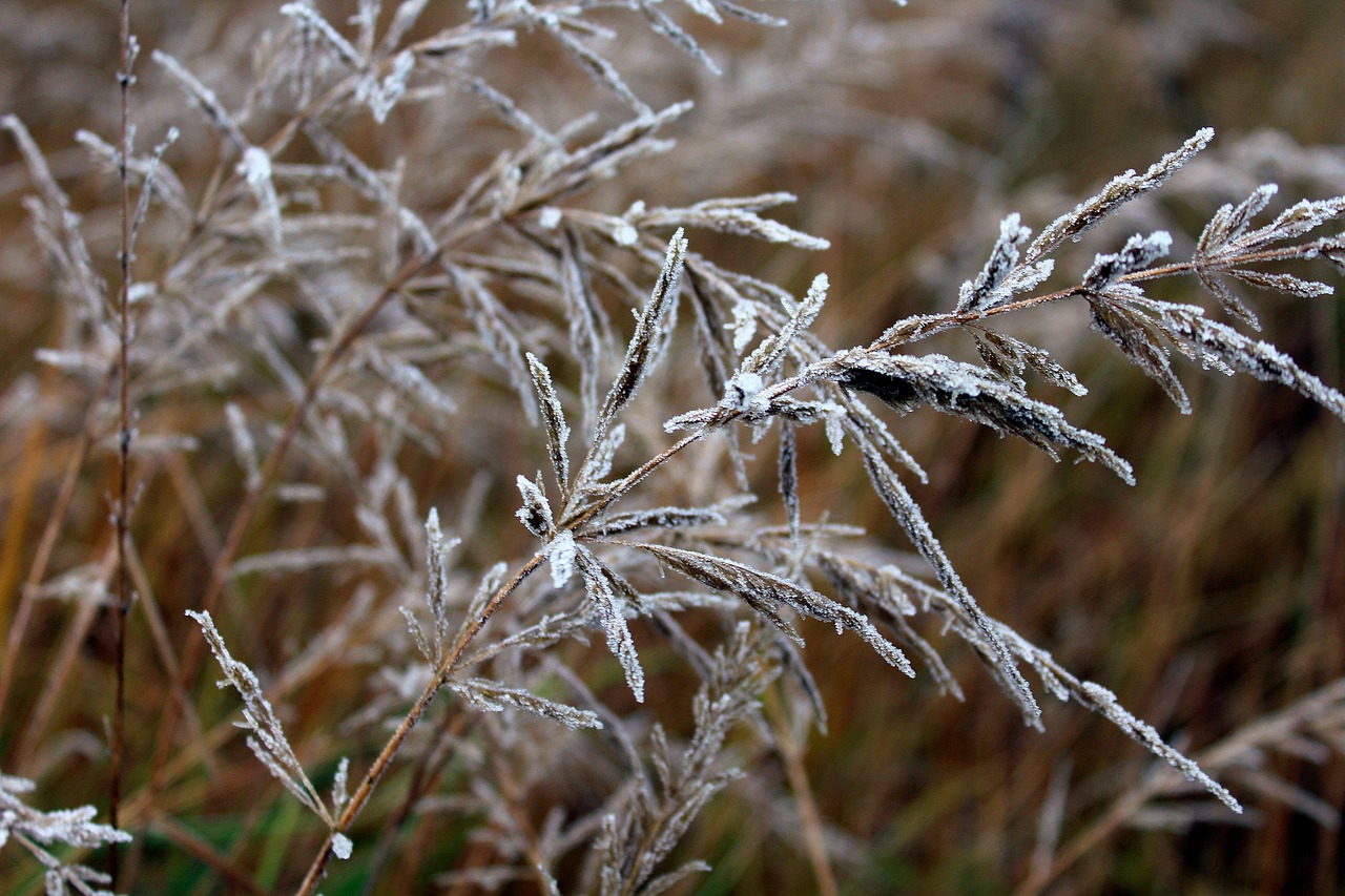 grass frost nature free photo