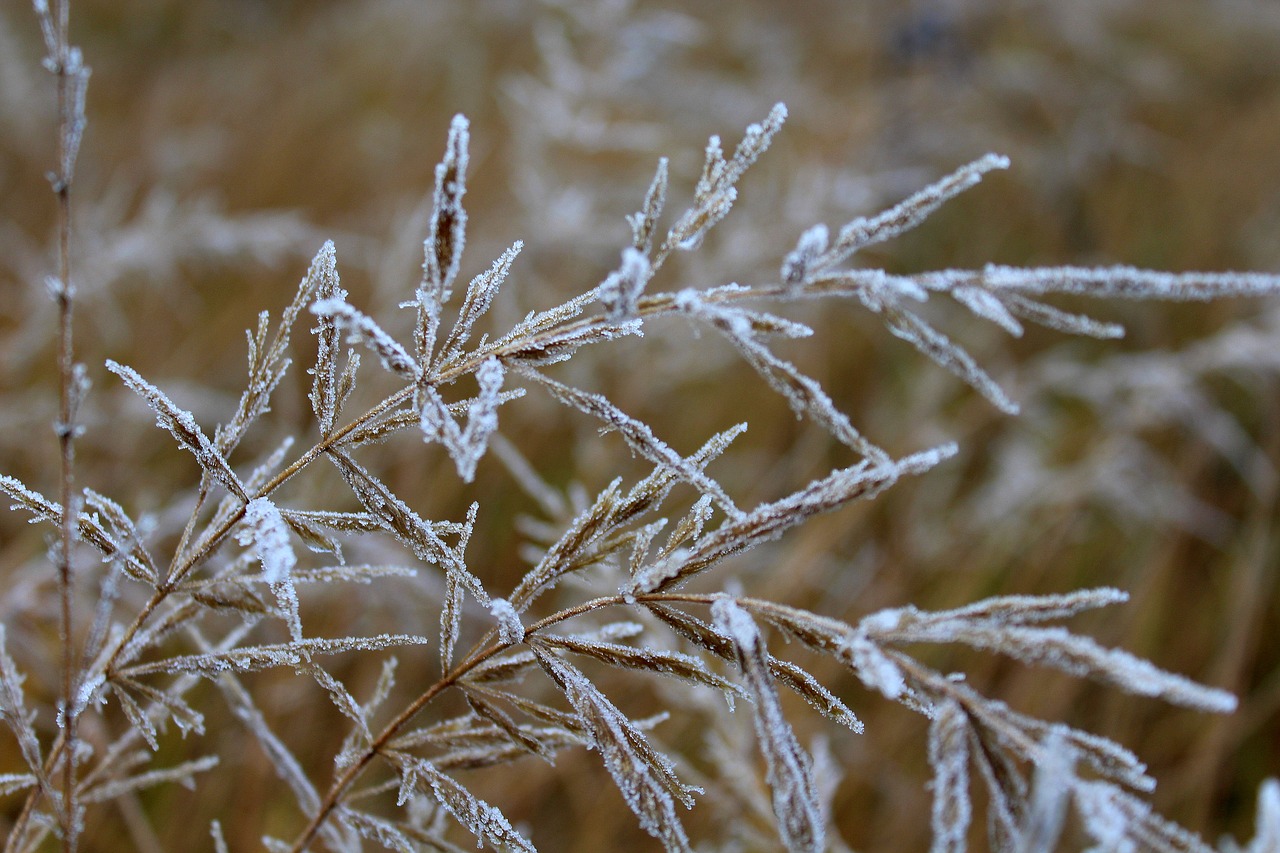 grass dry frost free photo