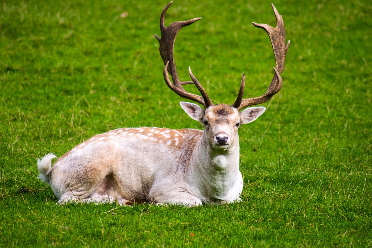 grass mammal deer free photo