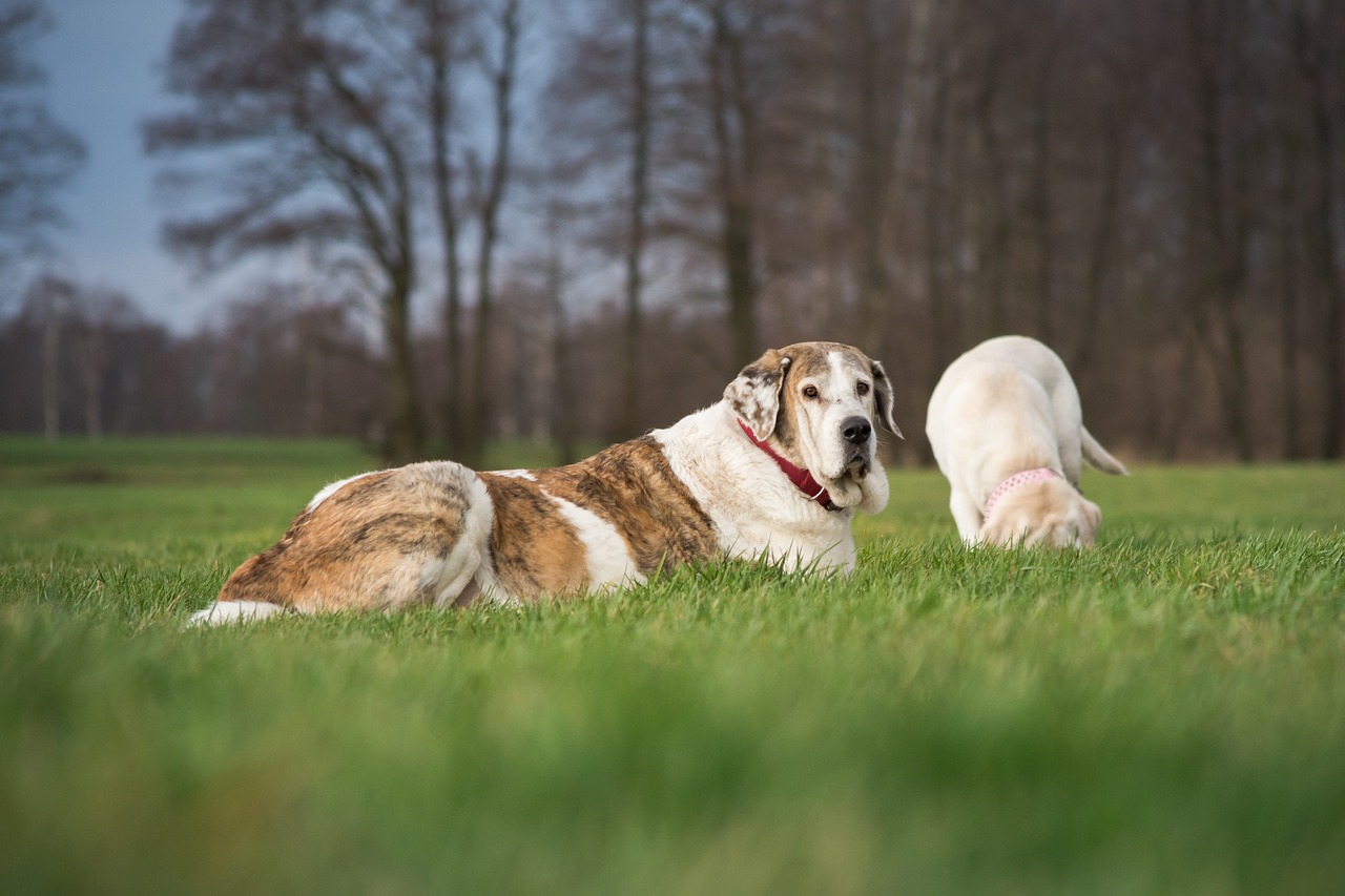 grass animal nature free photo