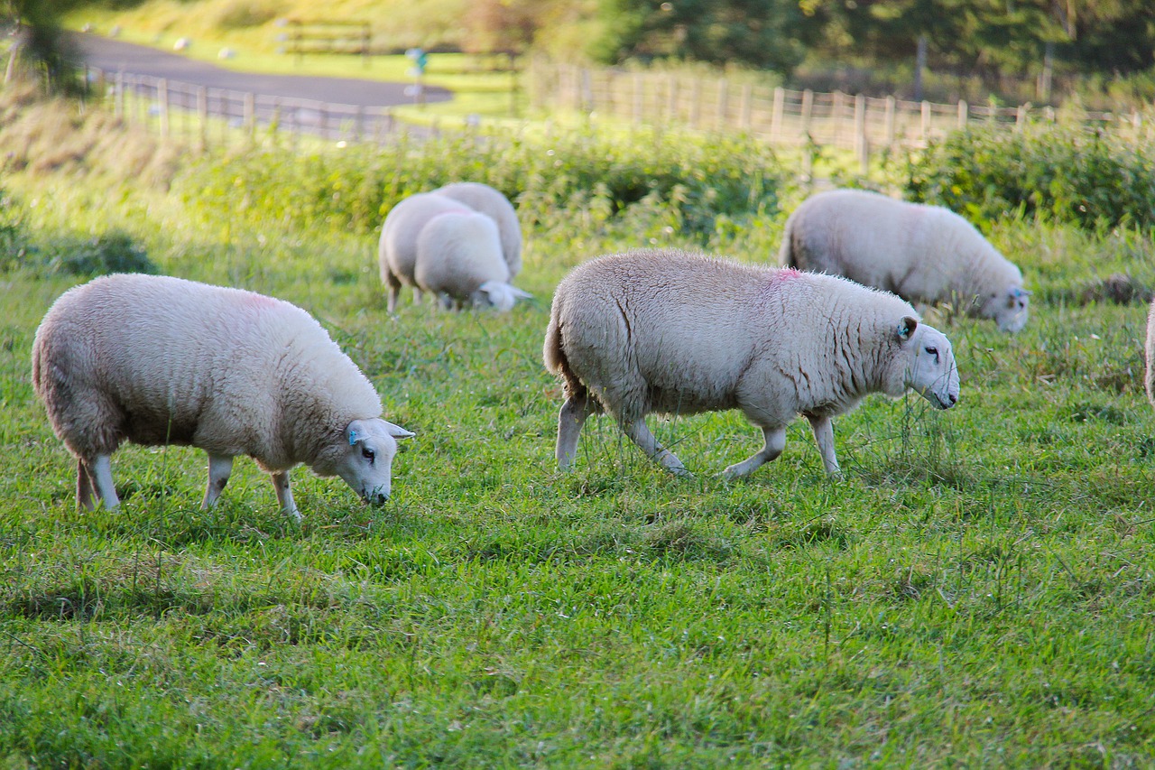 grass sheep animal free photo