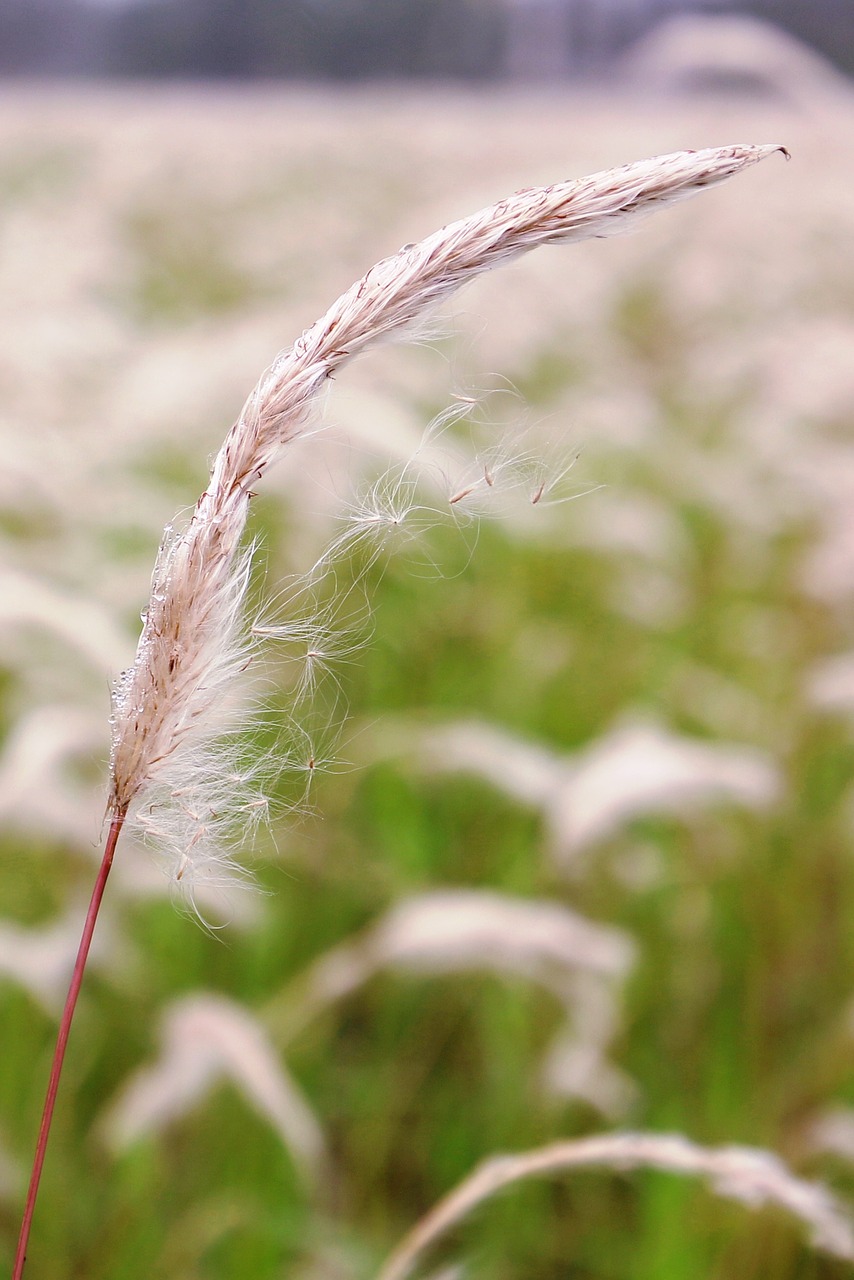 grass nature summer free photo