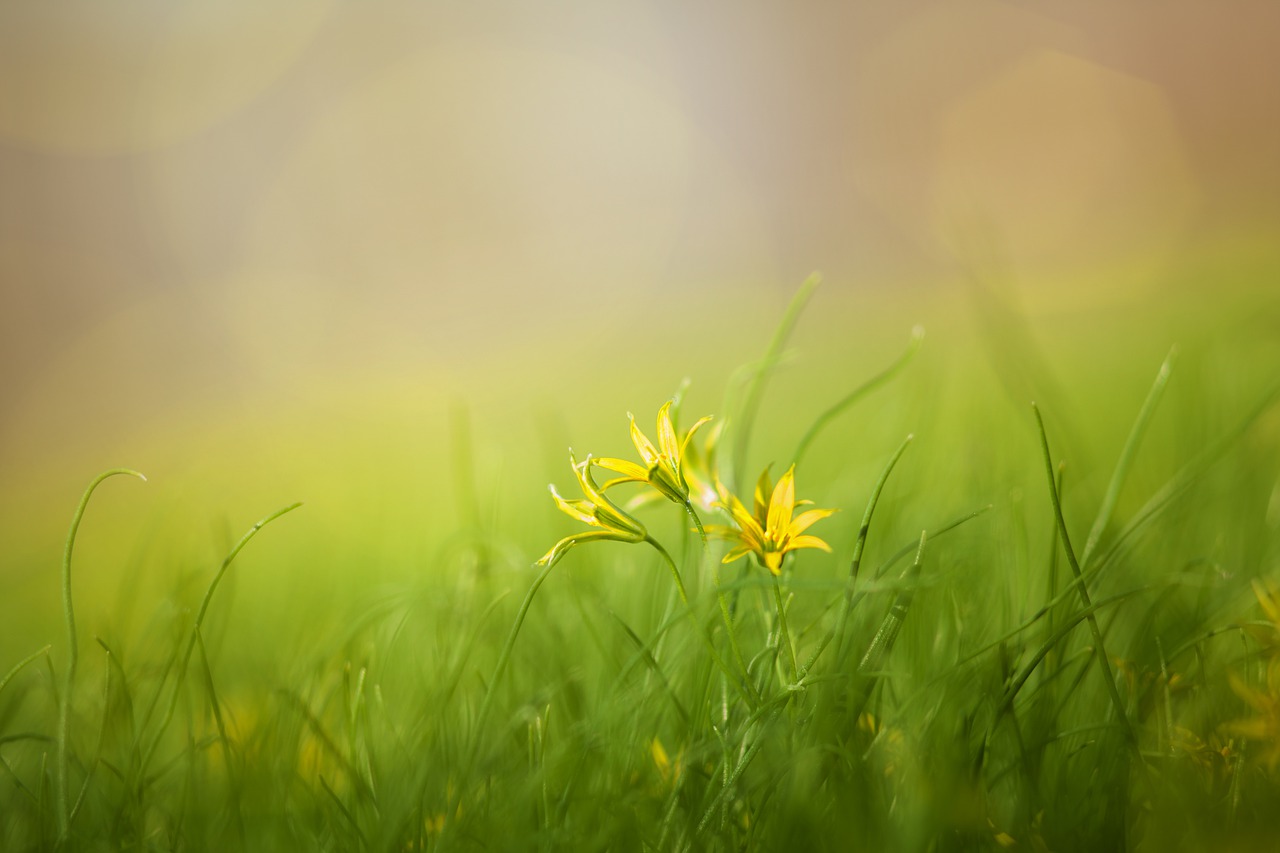 grass field nature free photo