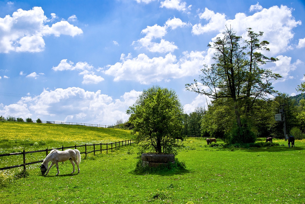 grass nature tree free photo